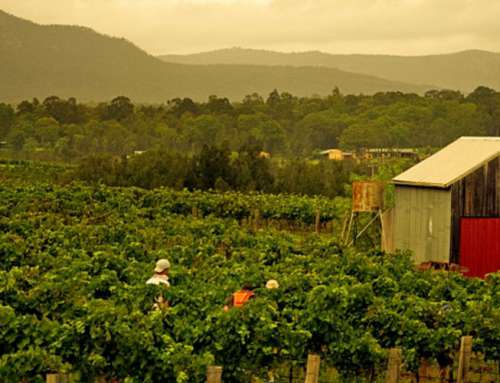 Hire Bus, Mini Bus or Charter for Hunter Valley Wineries Visit in Sydney